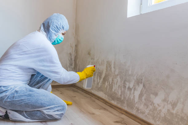 Mold inspector in Hillsdale performing thermal imaging